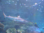 dsc00032.jpg (26868 bytes)
